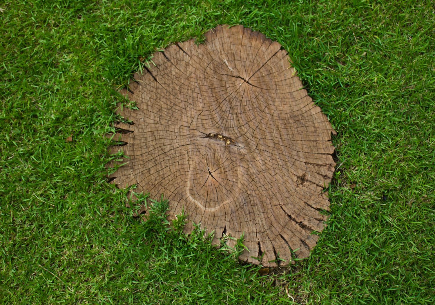 Tree Stump