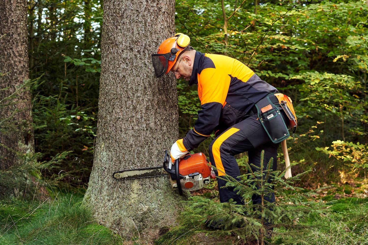 Tree Removal