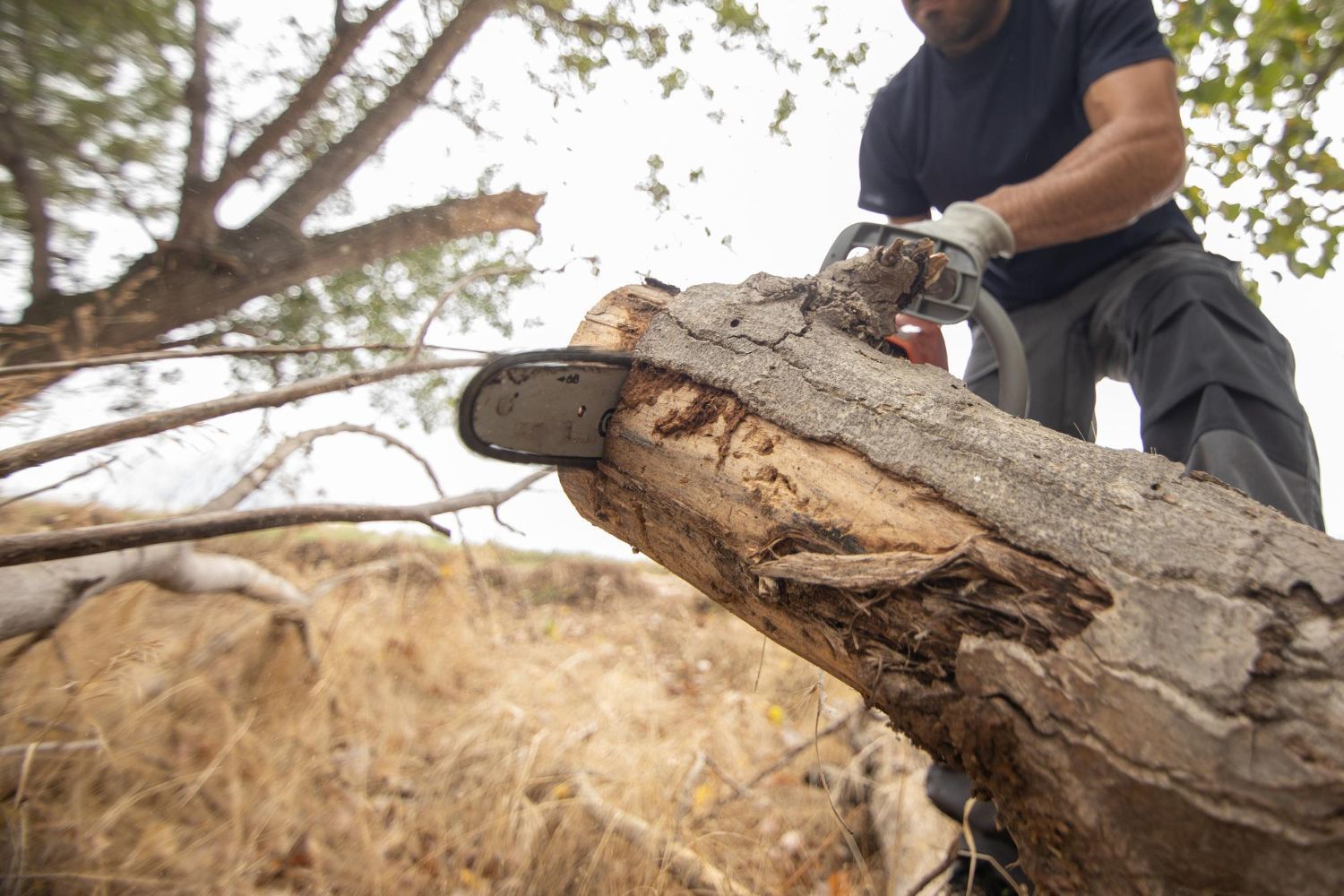 Tree Trimming