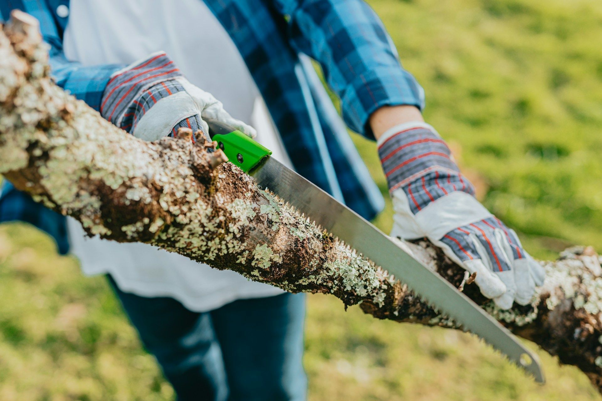 Tree Service