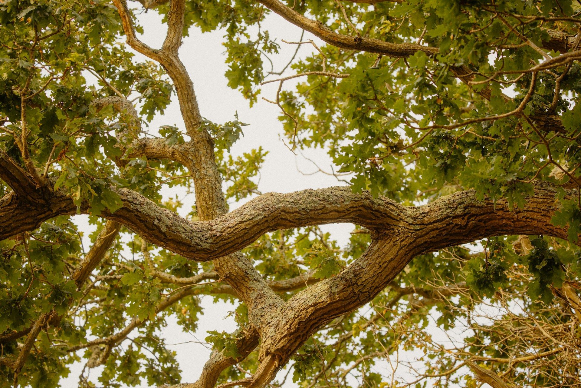 Tree Care