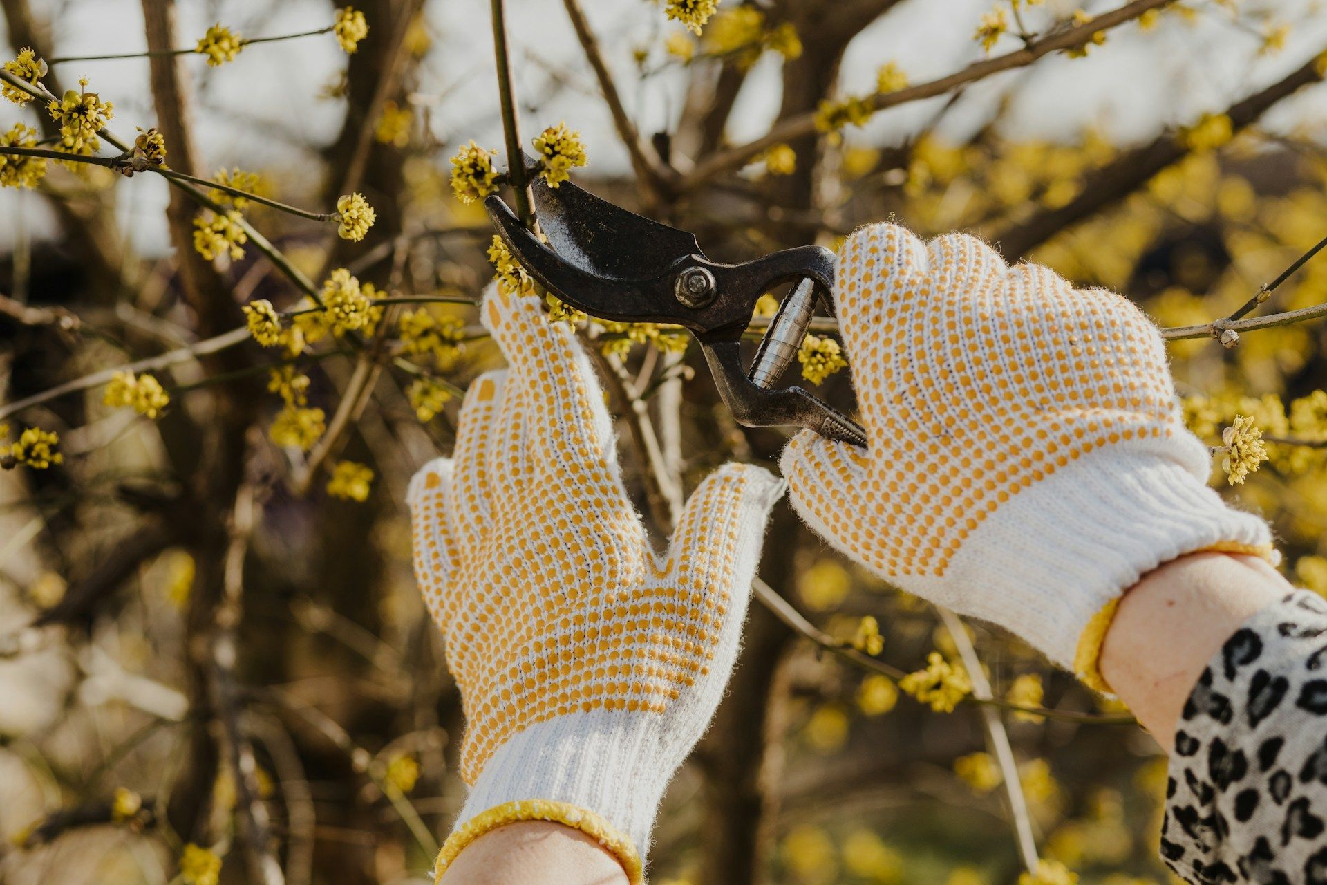Fall Tree Pruning and Maintenance Tips | Tree Experts, LLC