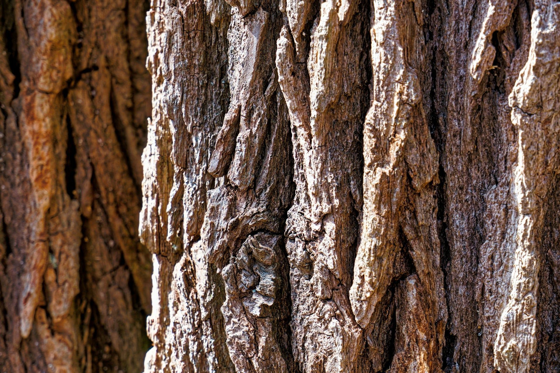 Tree's Bark