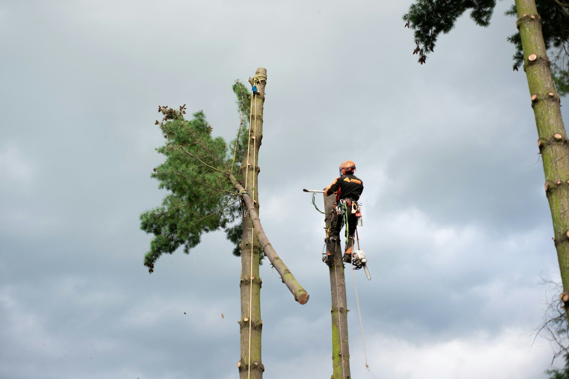 Tree Trimming