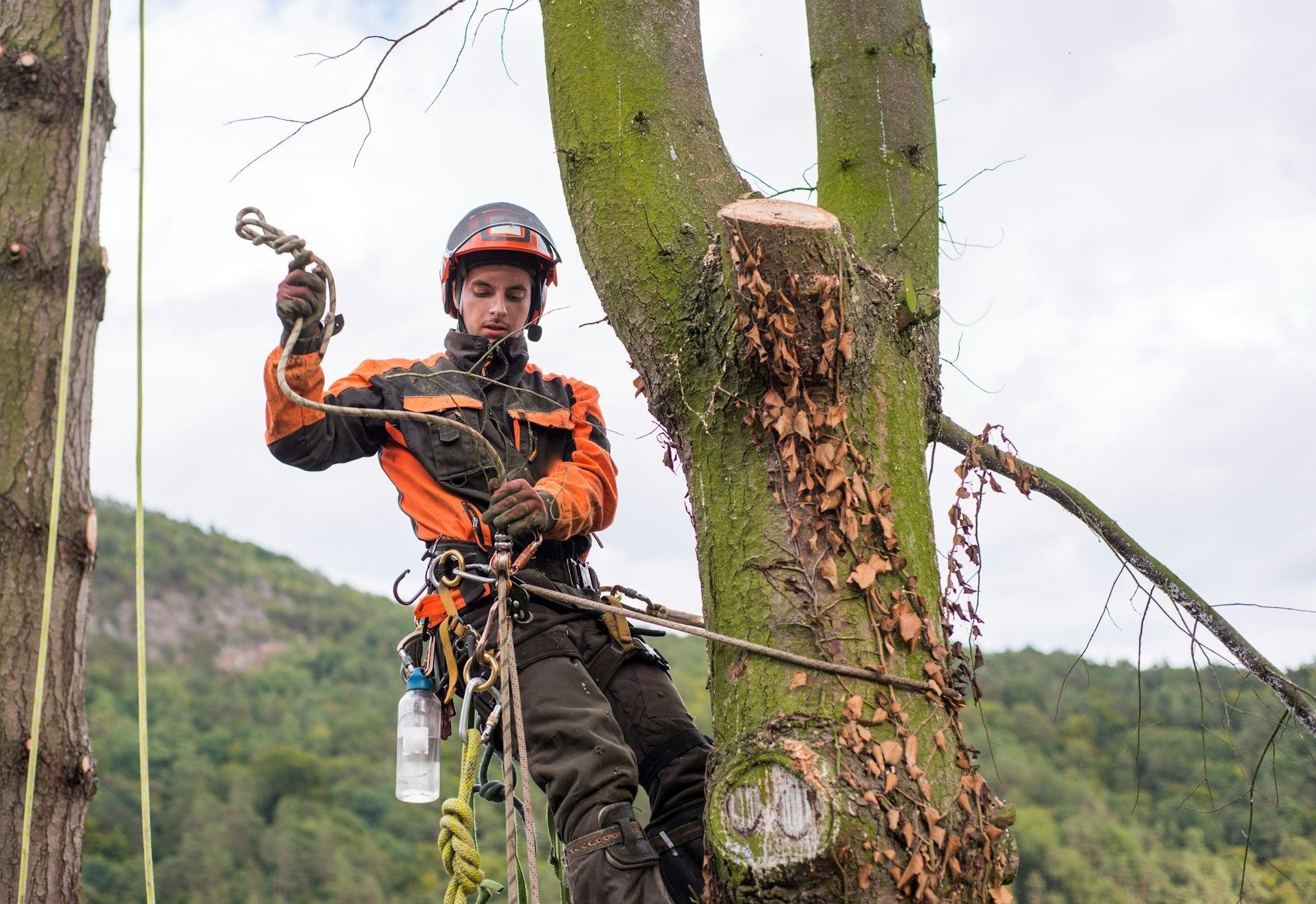 Tree Trimming