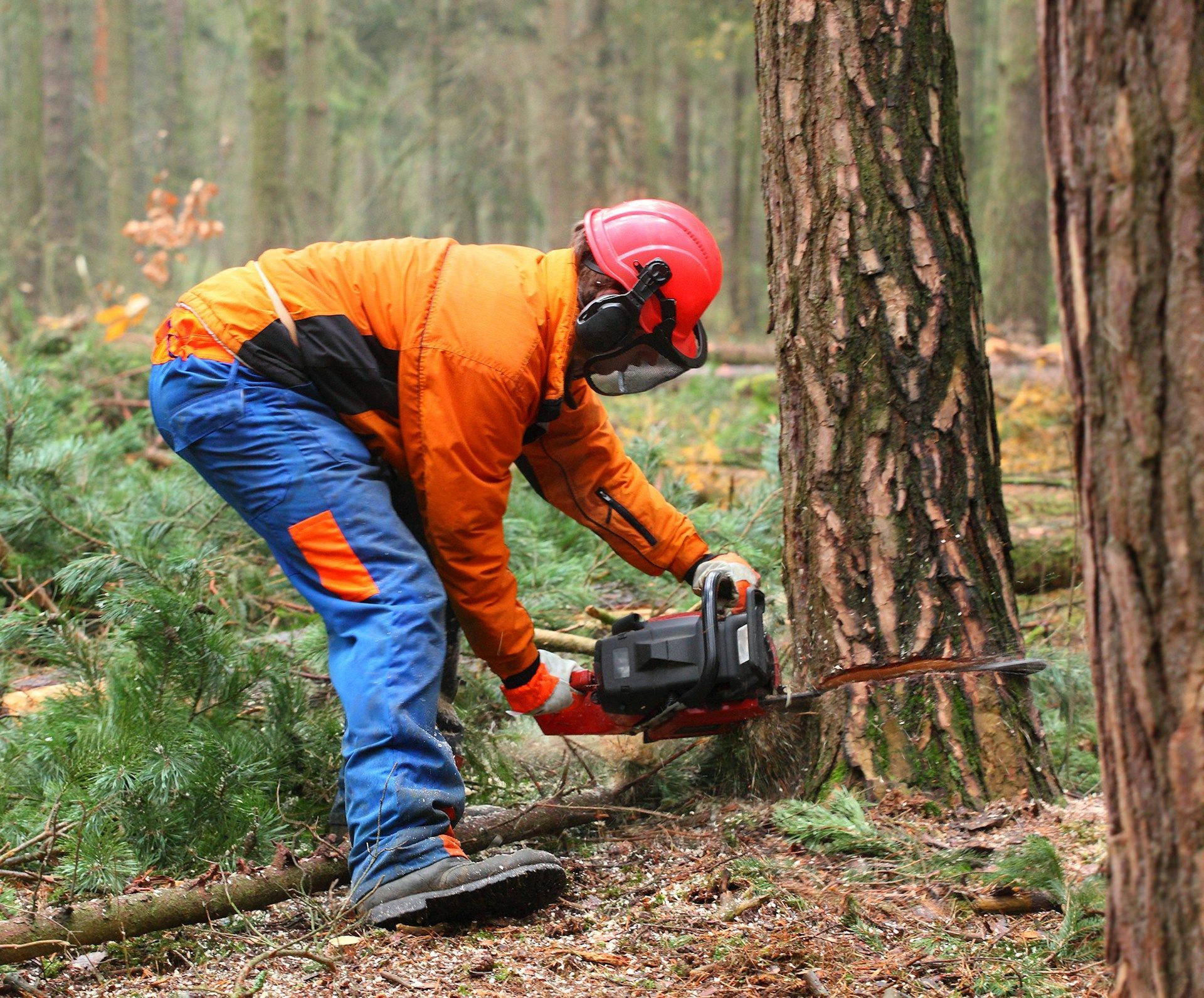 Tree Services