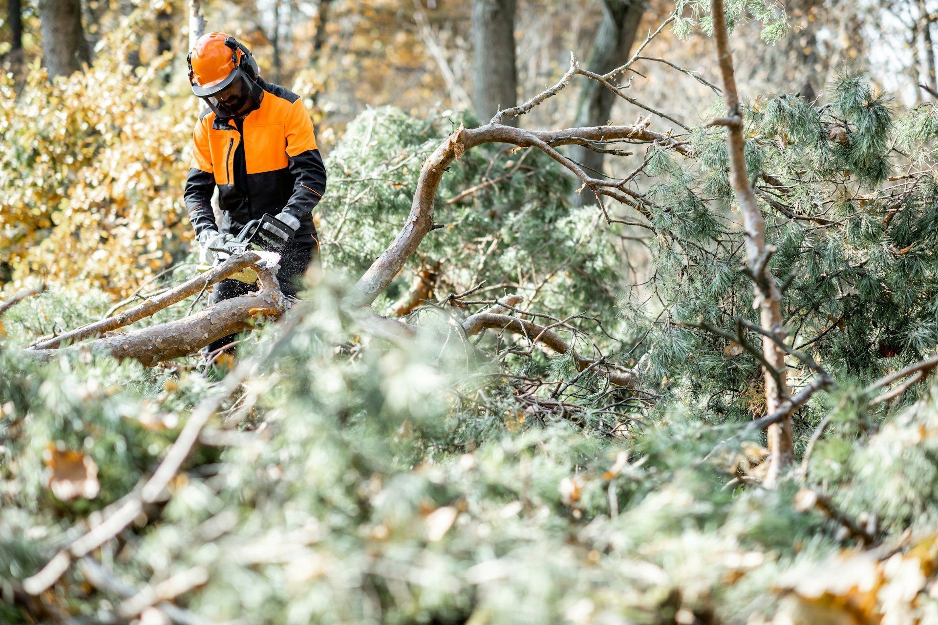 Tree Services