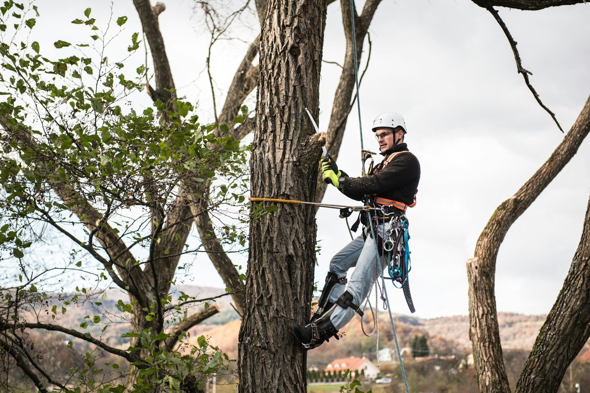 Commercial Tree Service