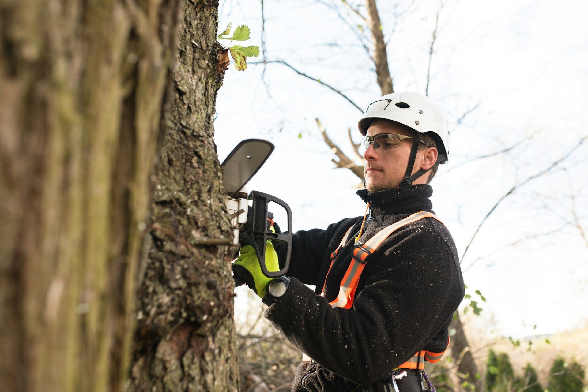Tree Removal