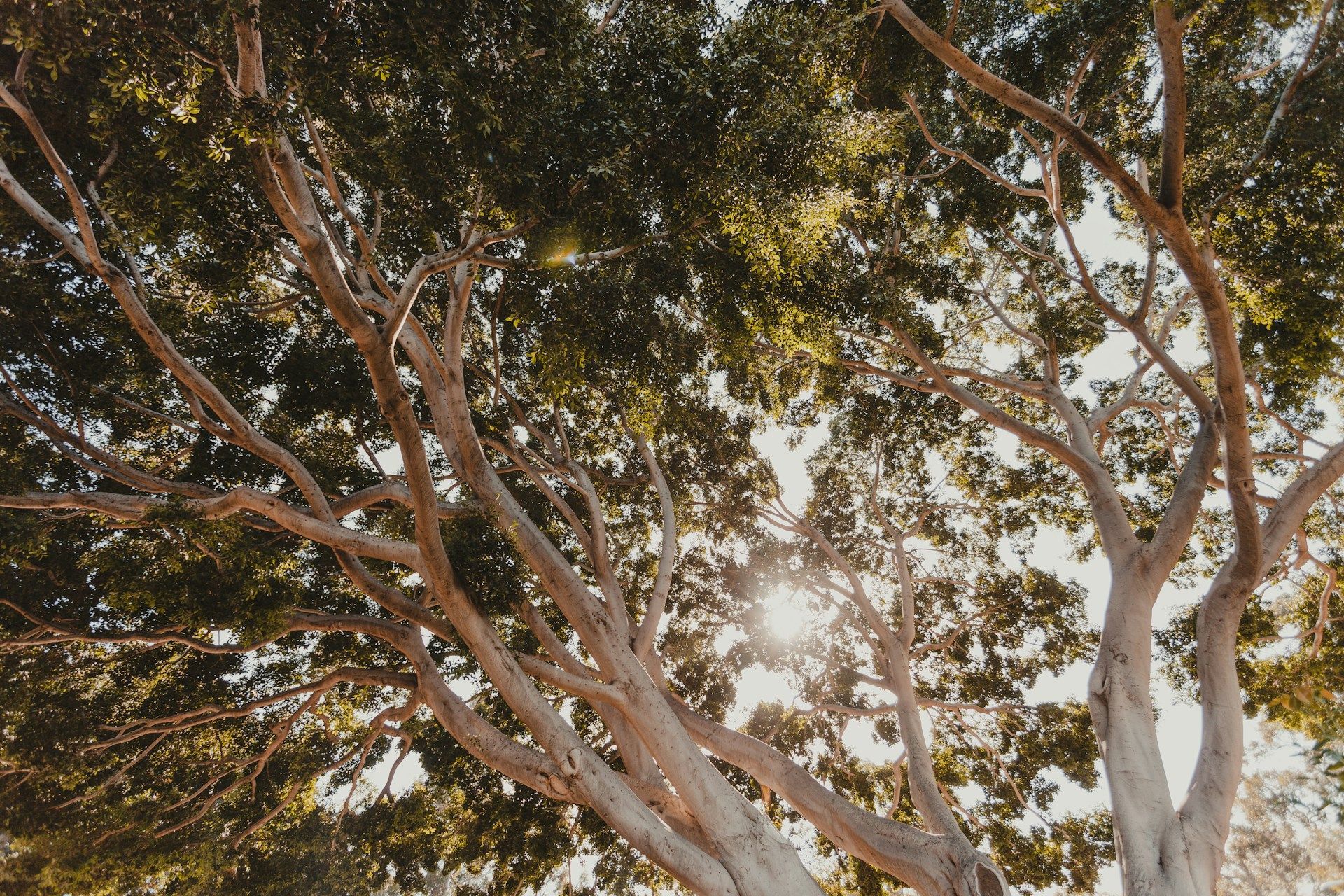 Commercial Tree