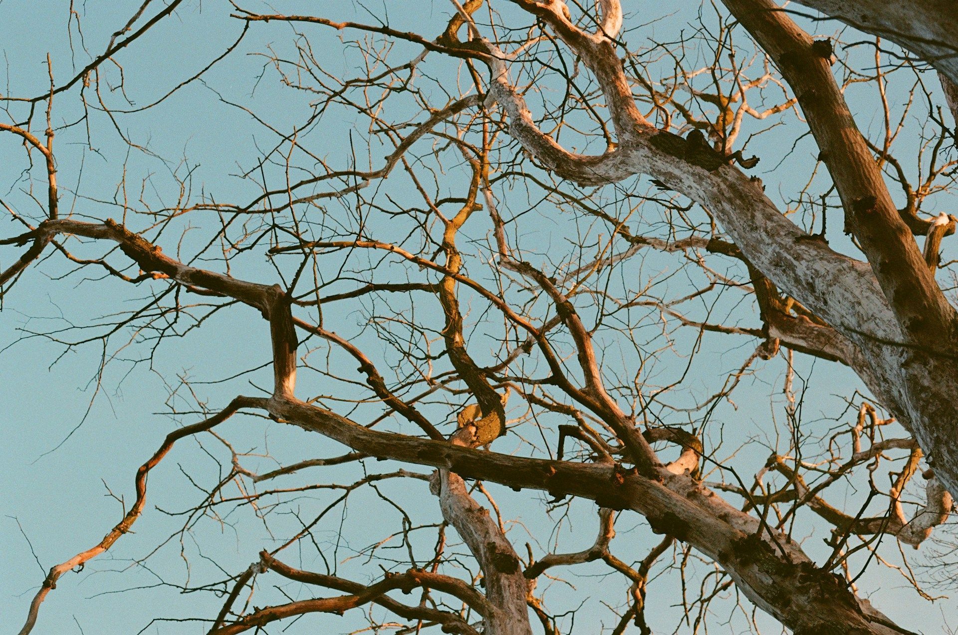 Tree Branches