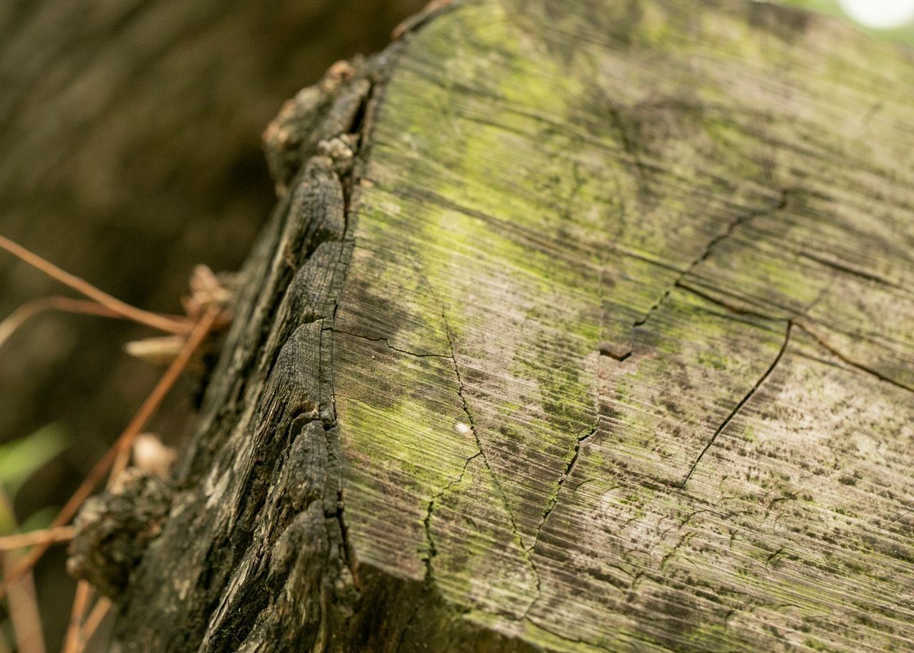 Tree Stump