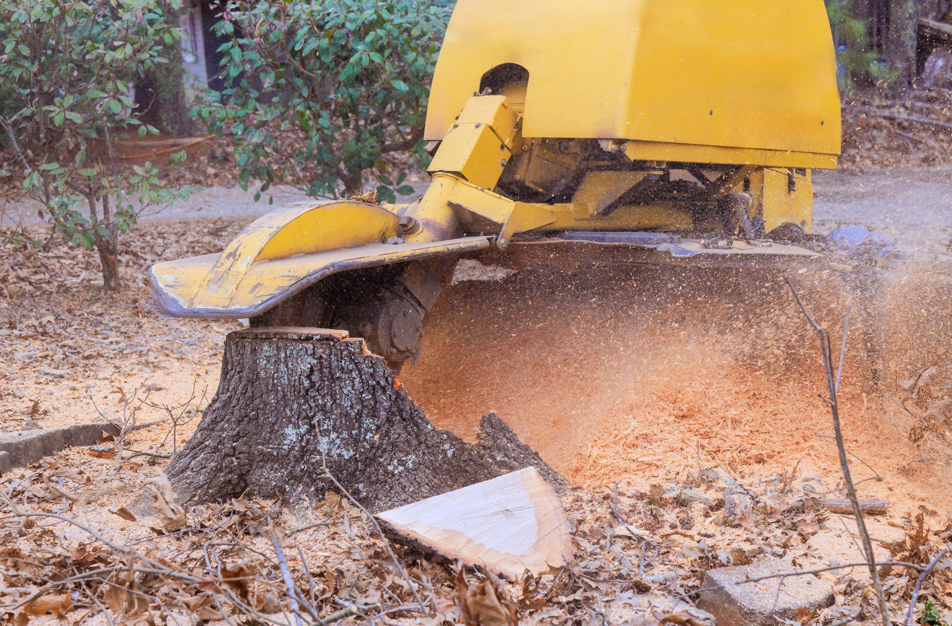 stump grinding