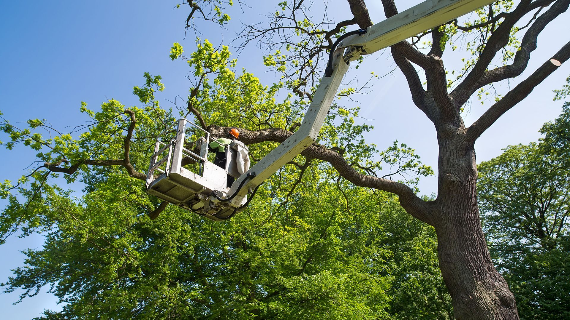 Tree Experts logo