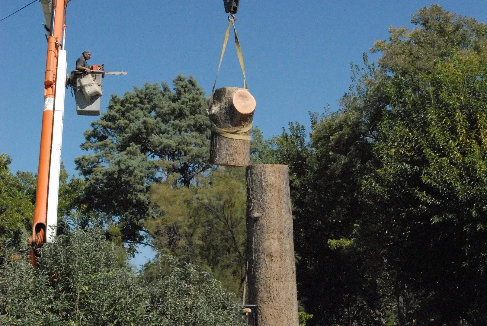 A tree stump is being lifted by a crane
