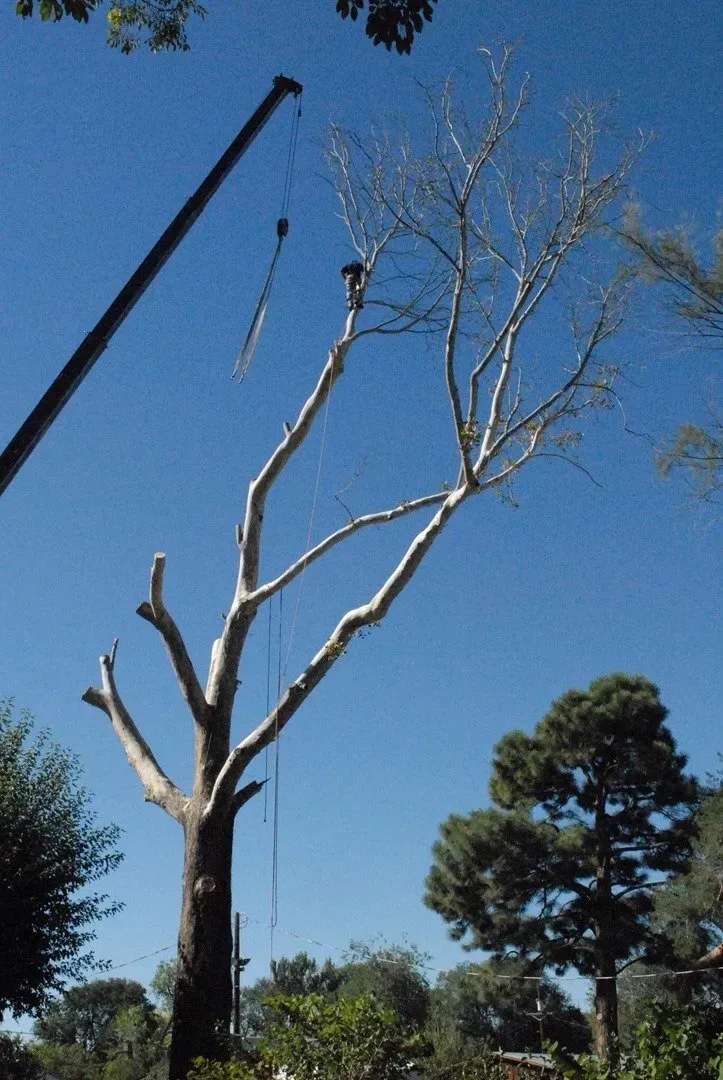 A tree is being cut down by a crane on a sunny day