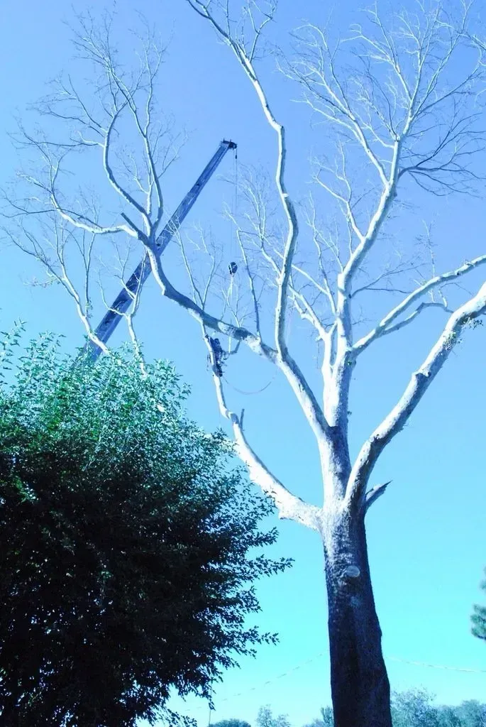 A tree with a blue sky in the background