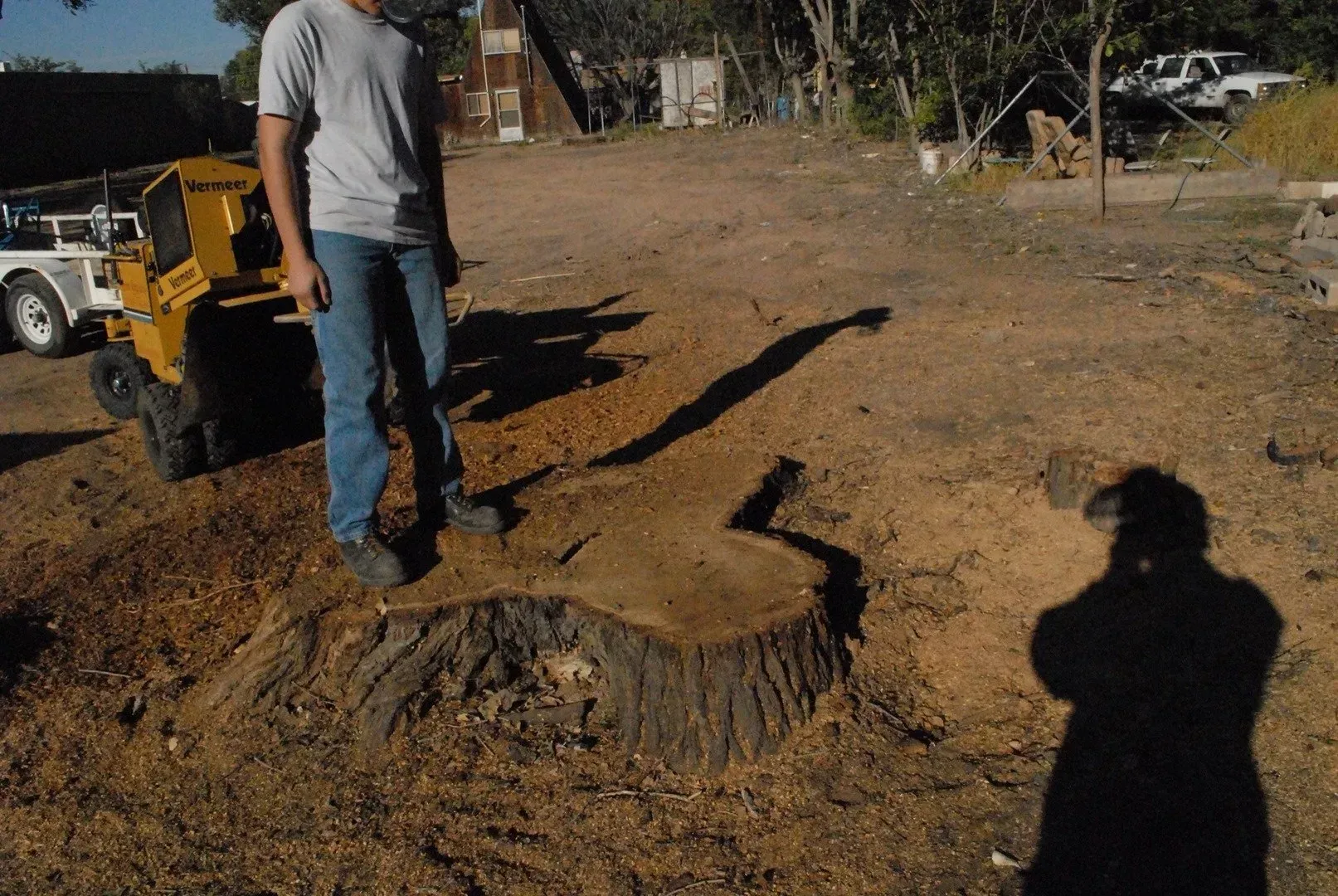 A man standing next to a large tree stump
