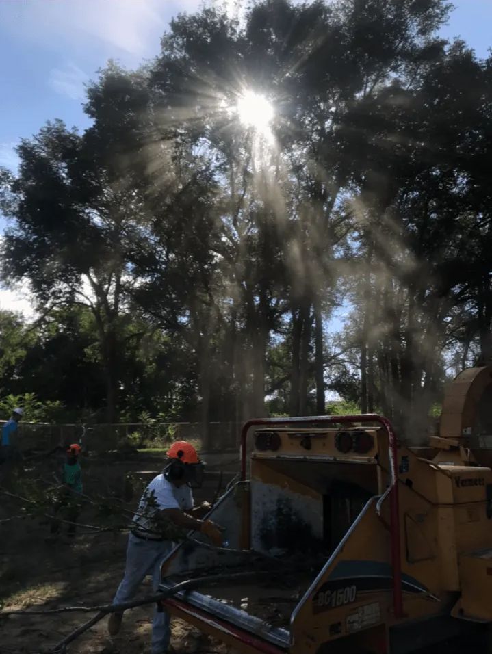 A man is using a machine to cut trees in a forest.