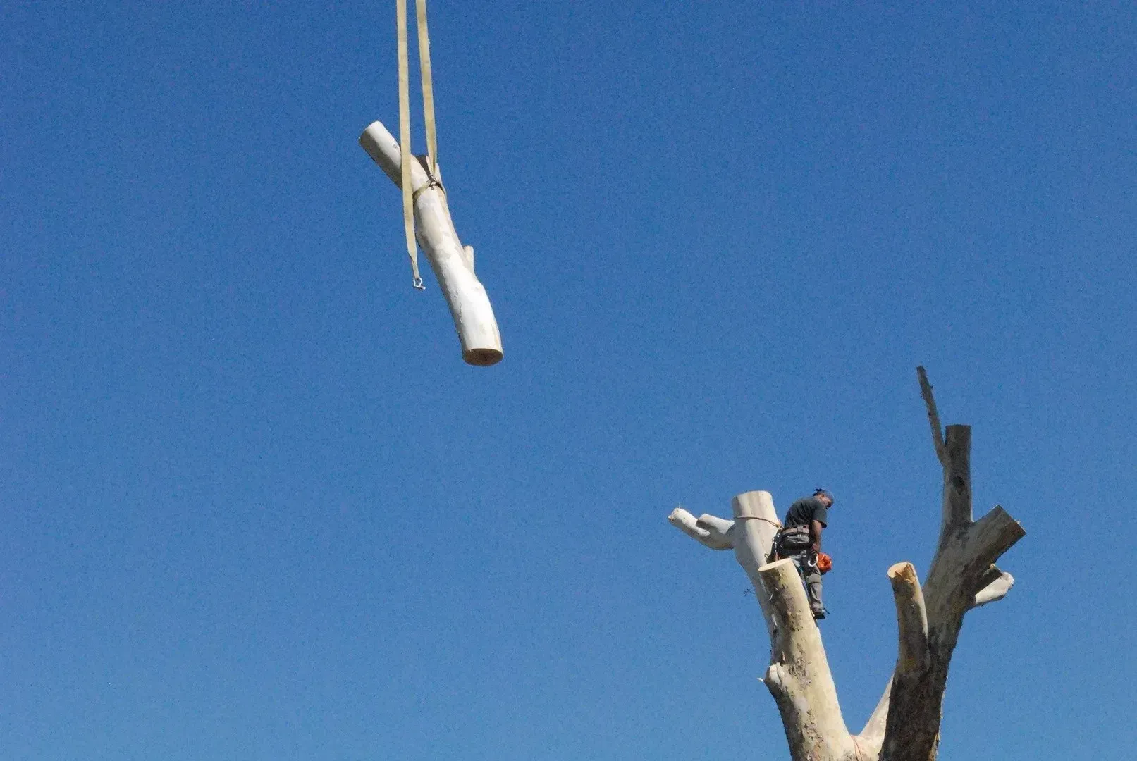 A crane is lifting a piece of wood from a tree.