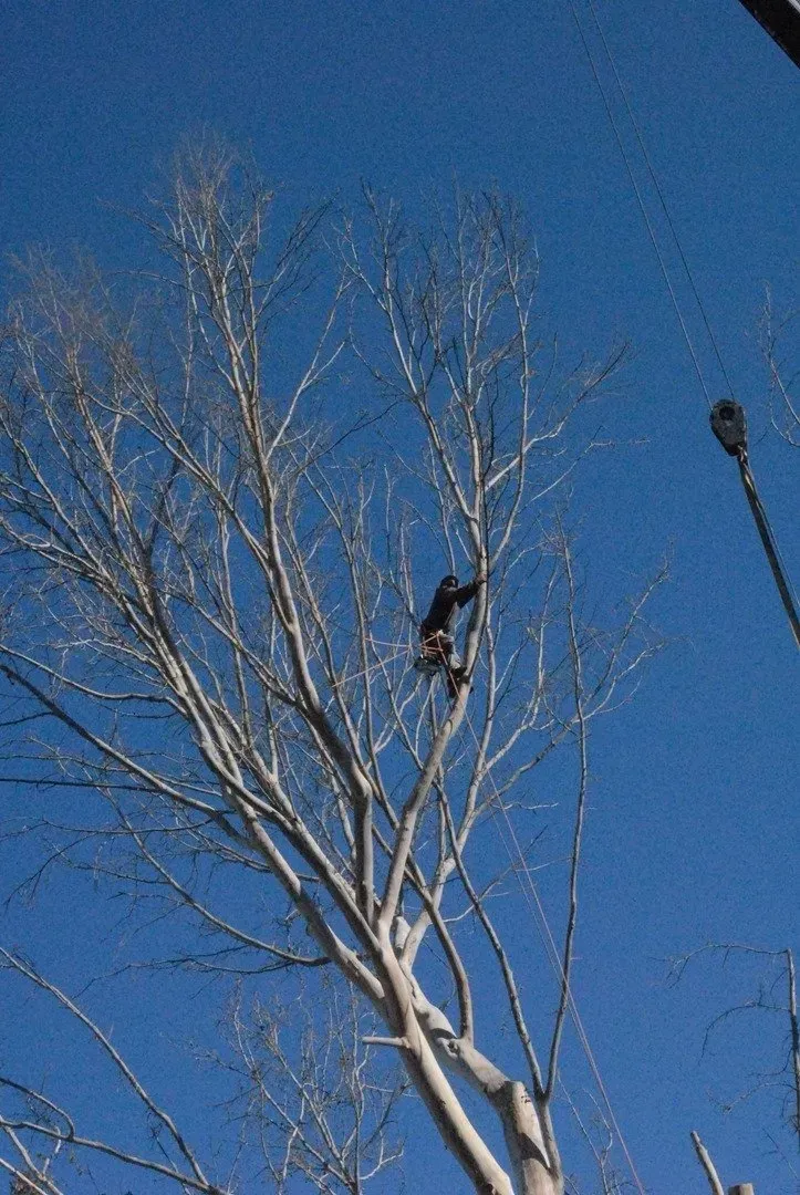 A tree with a blue sky in the background
