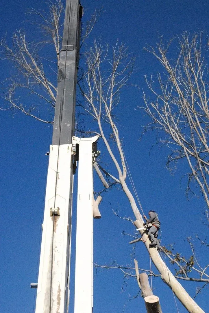 A crane is cutting a tree with a blue sky in the background
