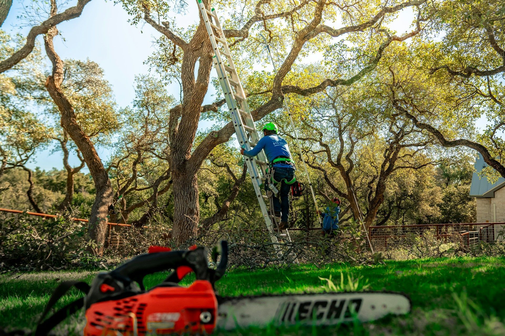 Tree Care