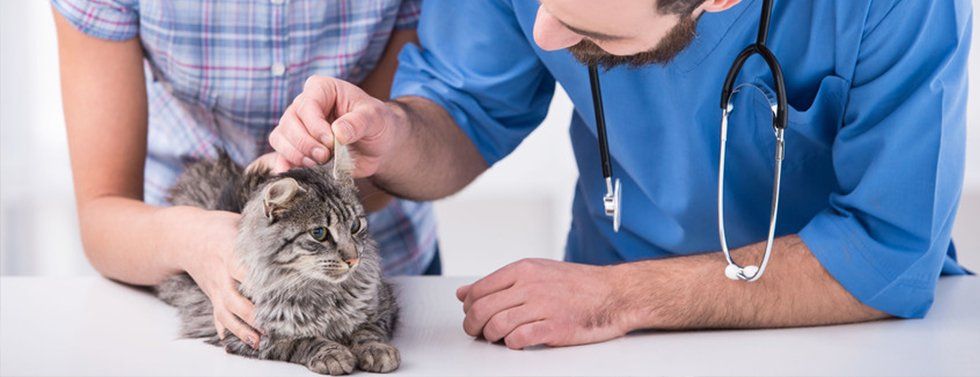 Cat check up