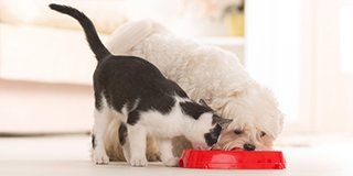 cat and dog food