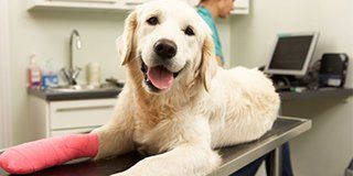 Veterinary Surgeon Treating Dog In Surgery