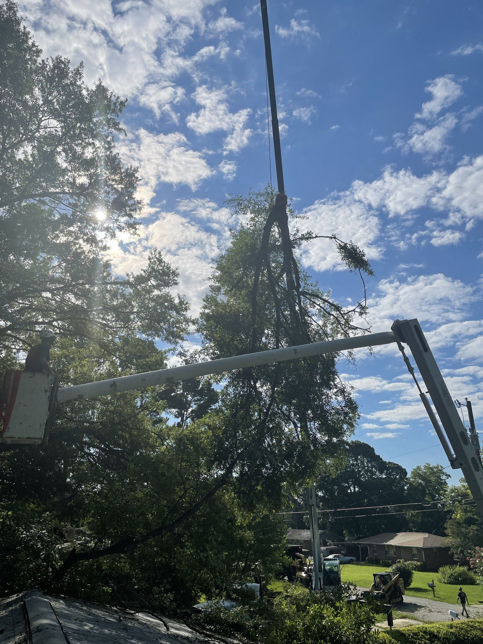 Tree Services