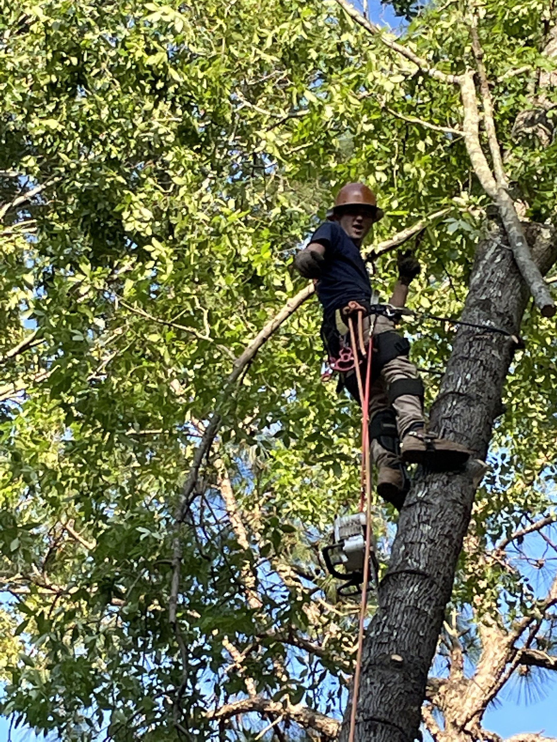 Tree Services