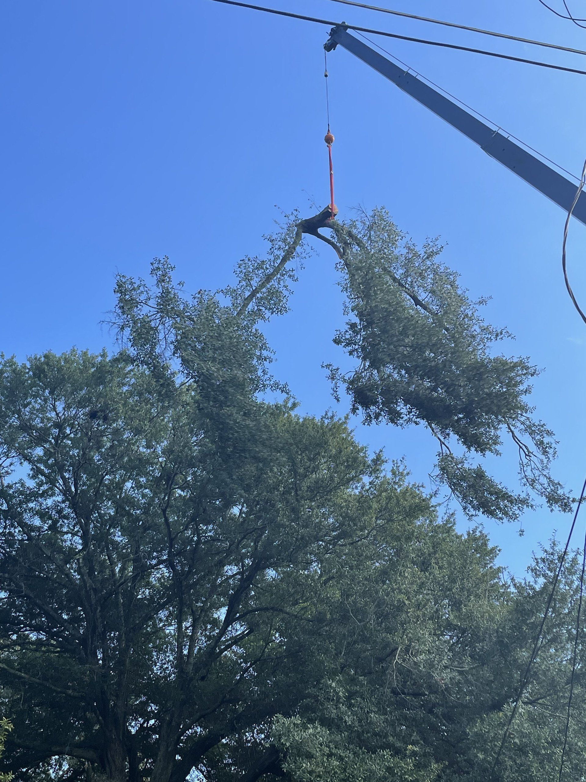 Tree Services