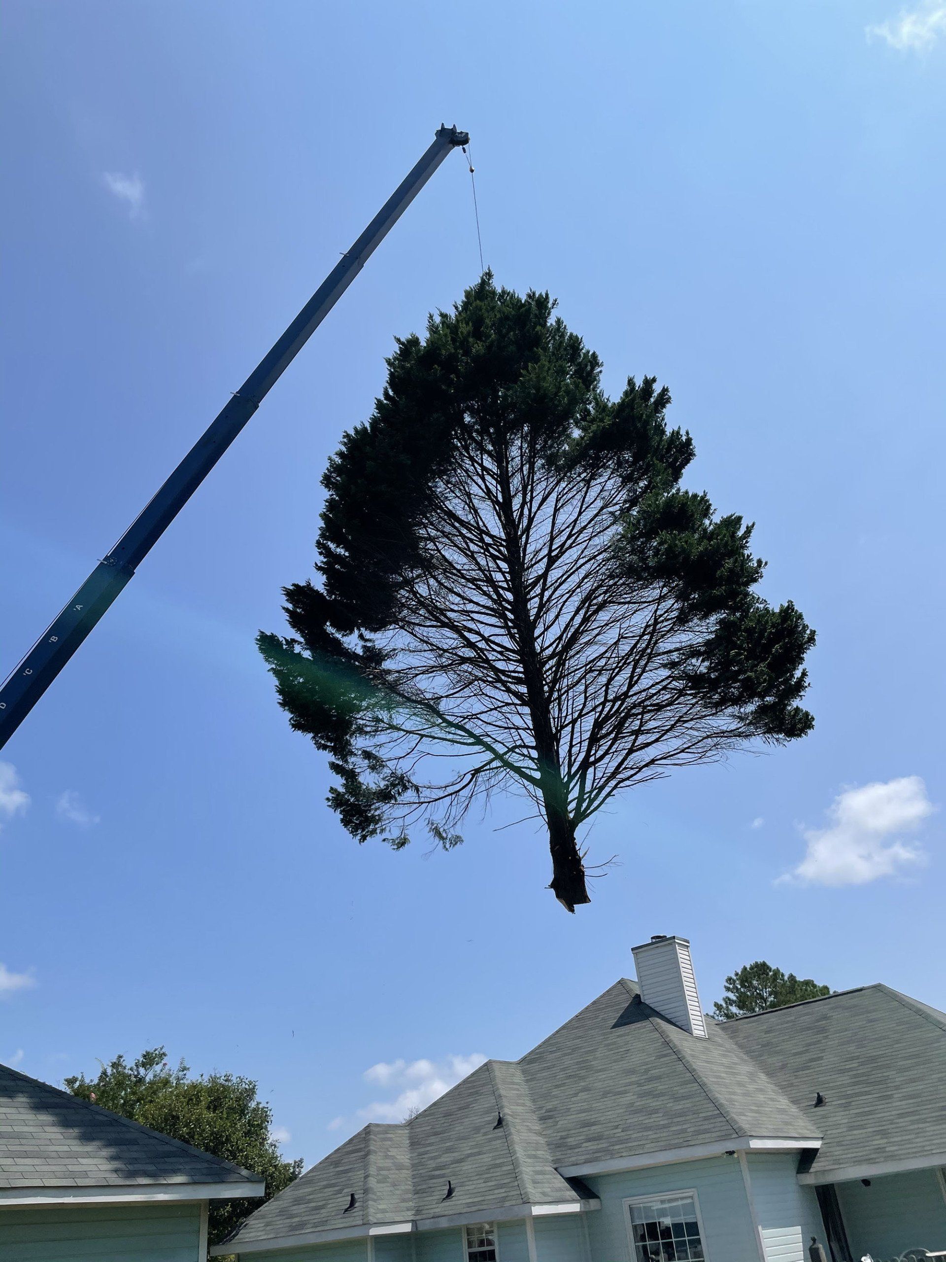 Tree Services