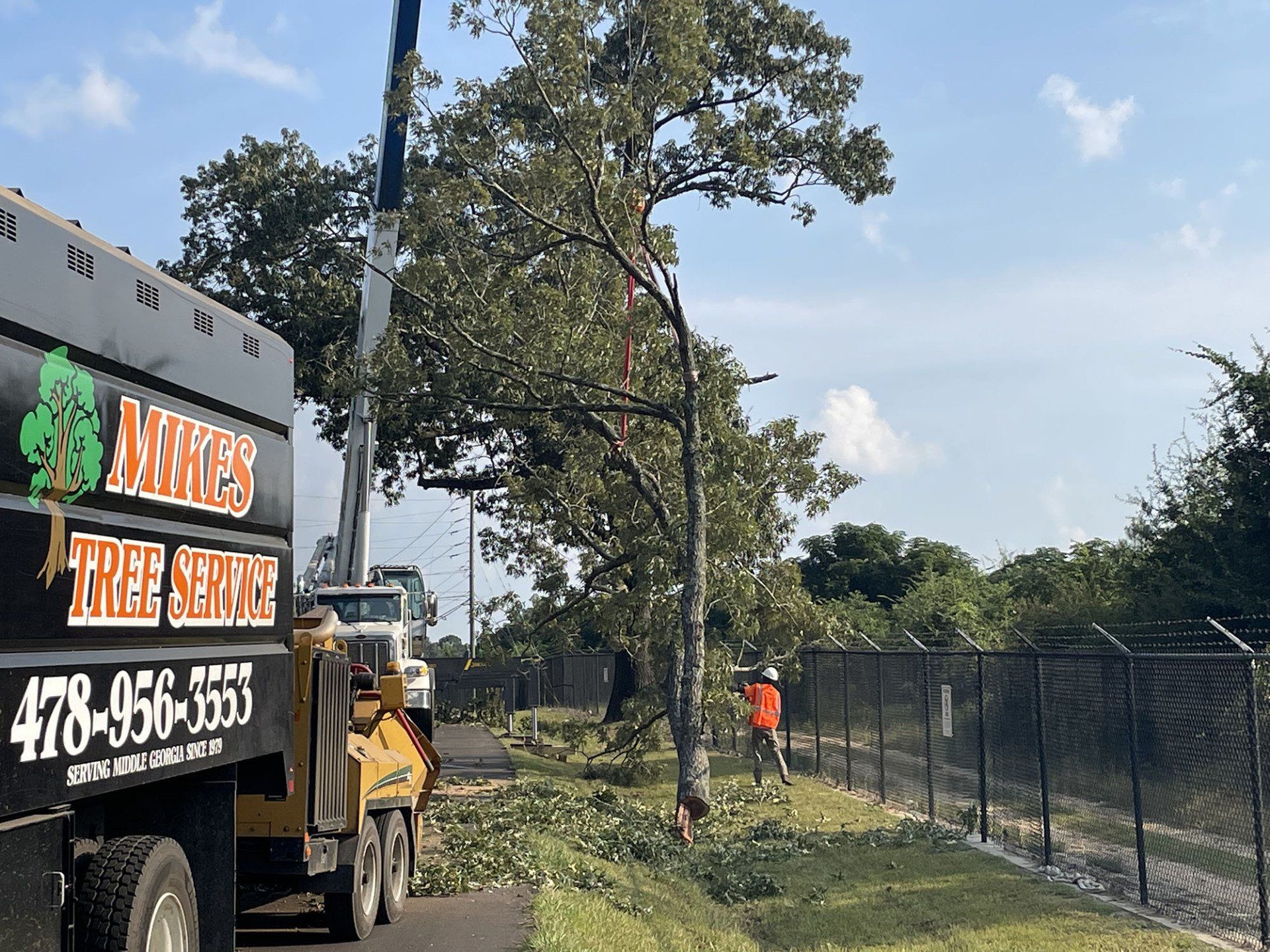 Tree Services