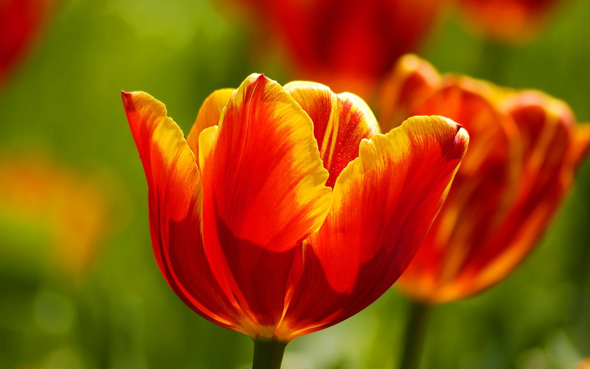 Tulip