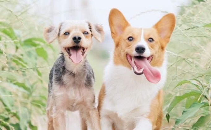 Dog biting a stick