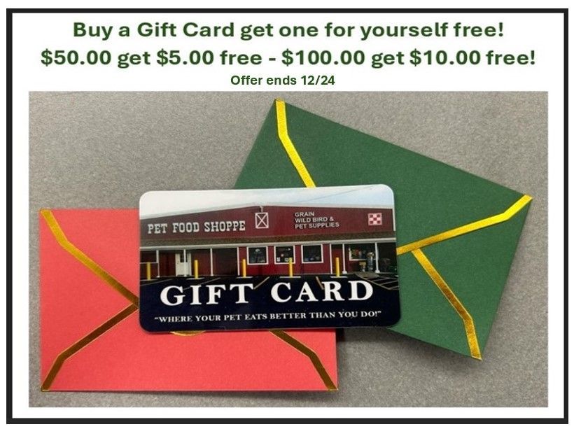 Furry cat in the snow