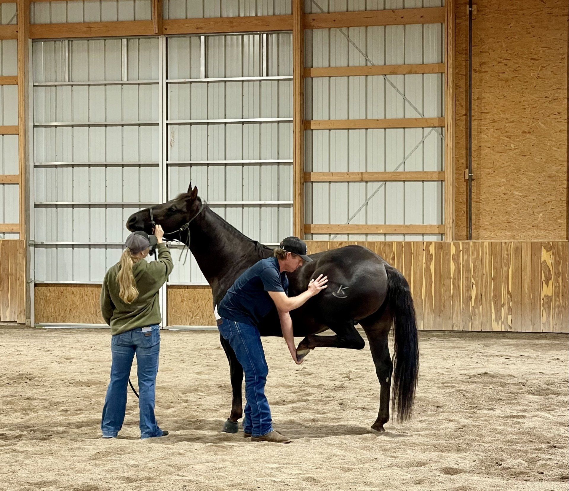 equine lameness exam
