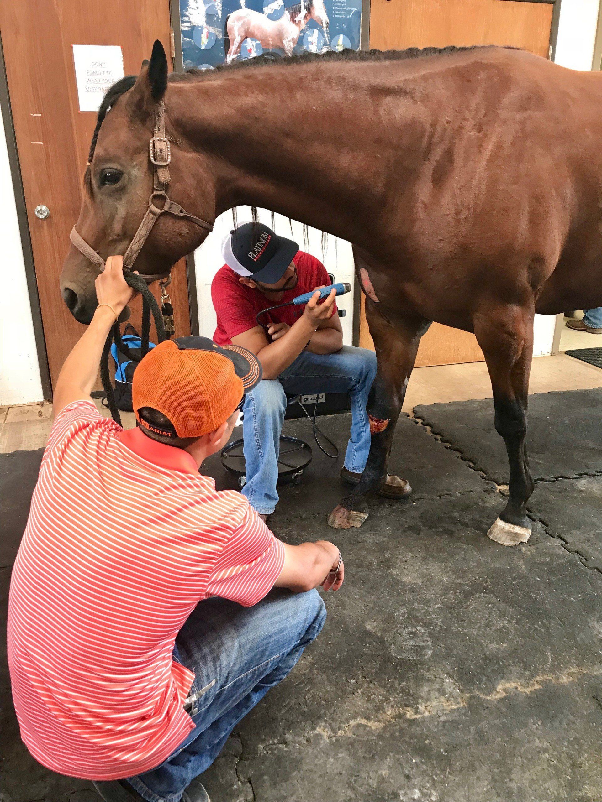 equine stem cell therapy