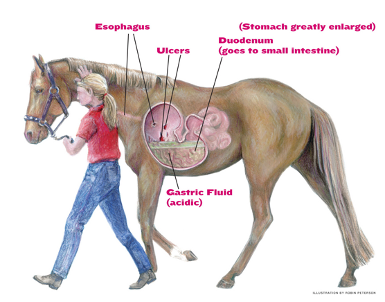 equine gastroscopy
