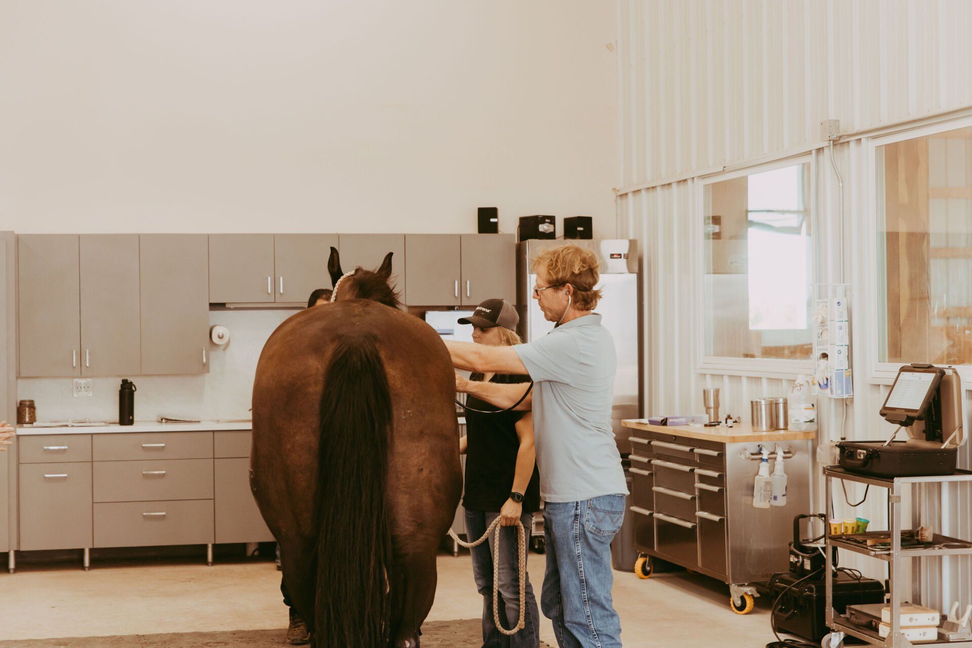 Learn More About Pre-Purchase Exams Horse check-up