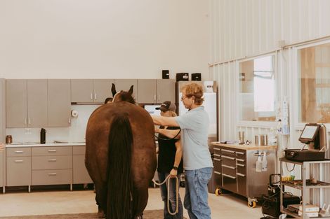 Horse check-up