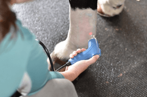 Equine laser therapy