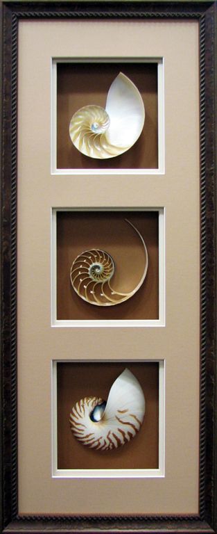 Cross sectioned nautilus frame with recessed mat openings