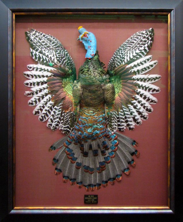 Framed picture of a bird with its wings spread