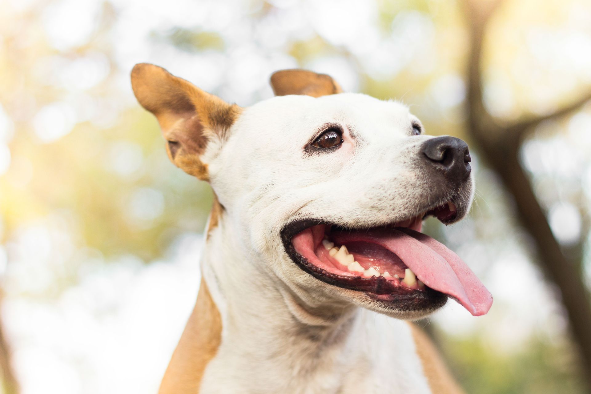 dog training services