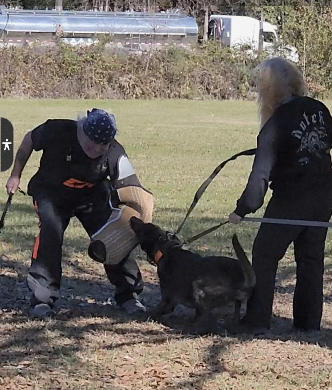 Dog in protection training, biting a padded sleeve held by a person. Another person holds the leash outdoors.