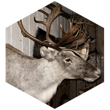 Whitetail deer head on a wall