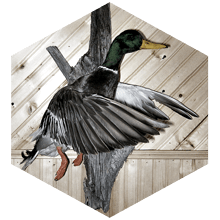 Duck taxidermy hanging on a wall